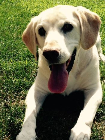 Labrador puppies clearance for rehoming