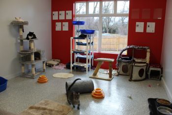 Just one of our cat rooms