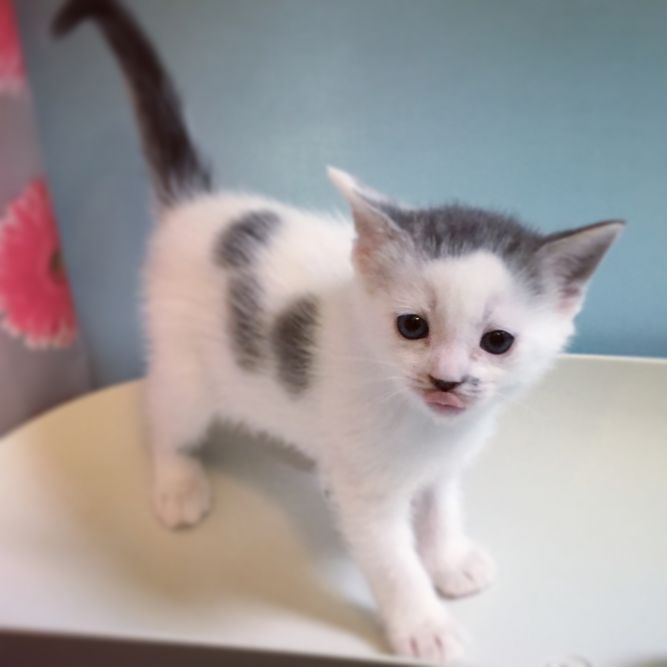 kittens for sale in ct near me