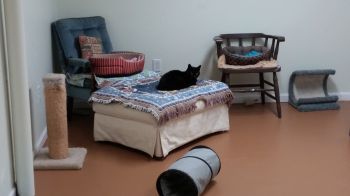 One of our quiet cat rooms