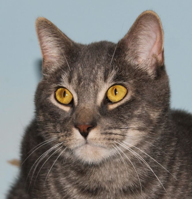 Pets for Adoption at Branford Compassion Club, in North Branford, CT