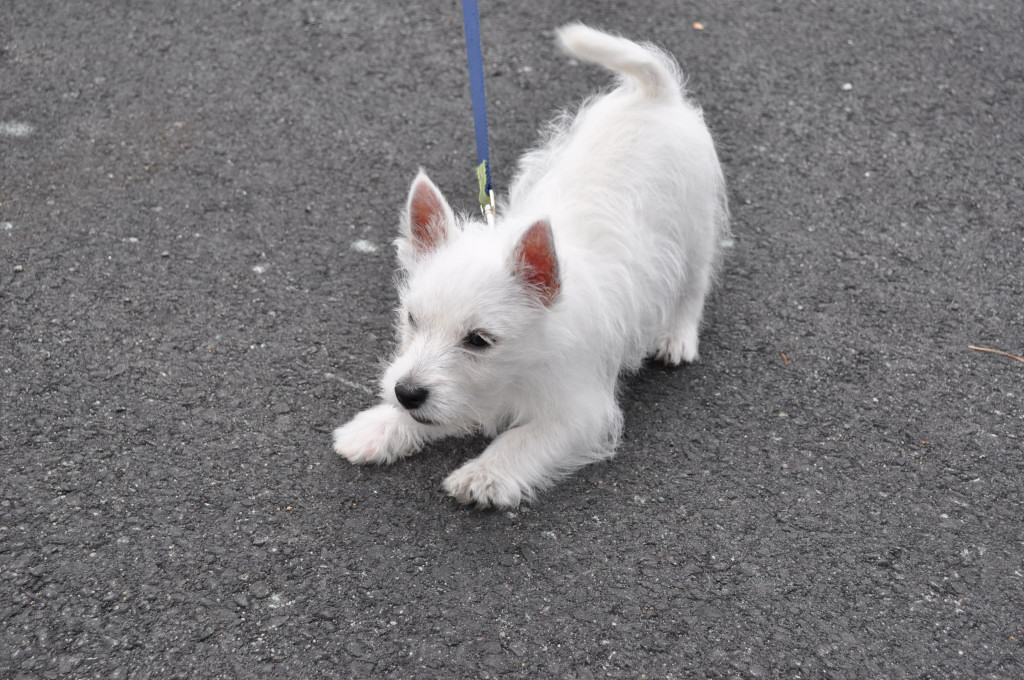 Pets For Adoption At Westie Rescue Usa In Washington Dc Petfinder