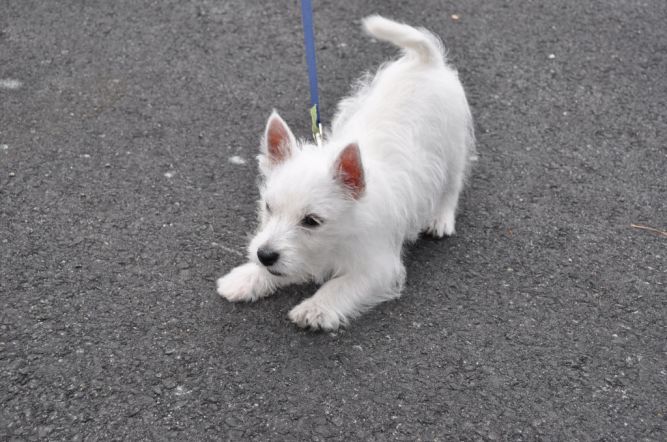 Westie Rescue USA