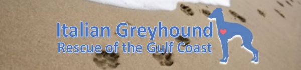 Italian Greyhound Rescue Gulf Coast (IGCA)