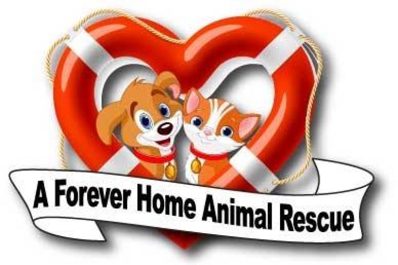 A forever home sales animal rescue