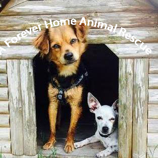 A Forever Home Animal Rescue, Inc