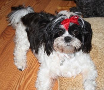 Petfinder shih hot sale tzu