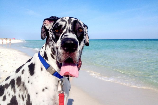 NW Florida Great Dane Rescue Inc.