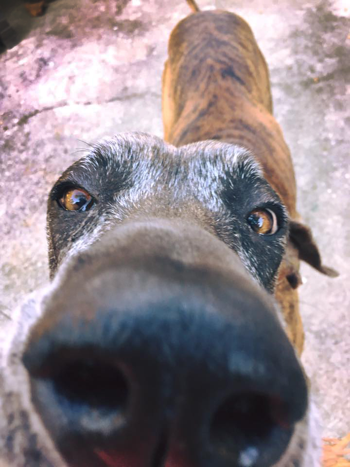 Pets for Adoption at NW Florida Great Dane Rescue Inc., in Pensacola