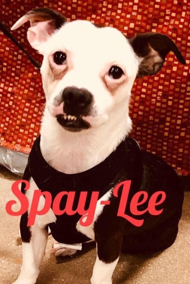 S.P.A.Y.-L.E.E. Inc (Society to Protect Animal Young - Legislation, Education, Enforcemen