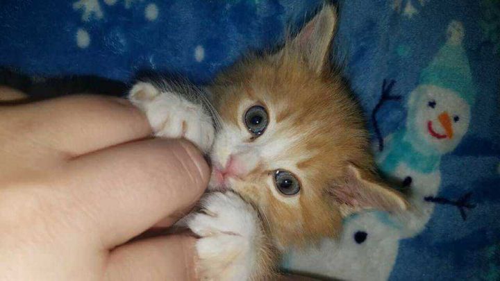 Foster Homes - Bottlefeeding!