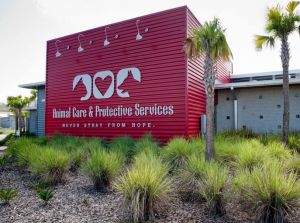 Animal Care & Protective Services