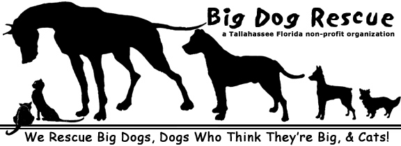 Tallahassee Big Dog Rescue