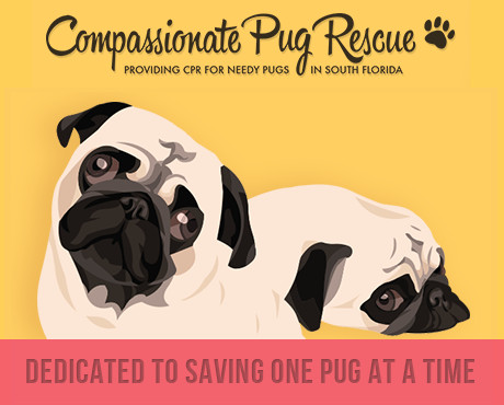 pug rehoming