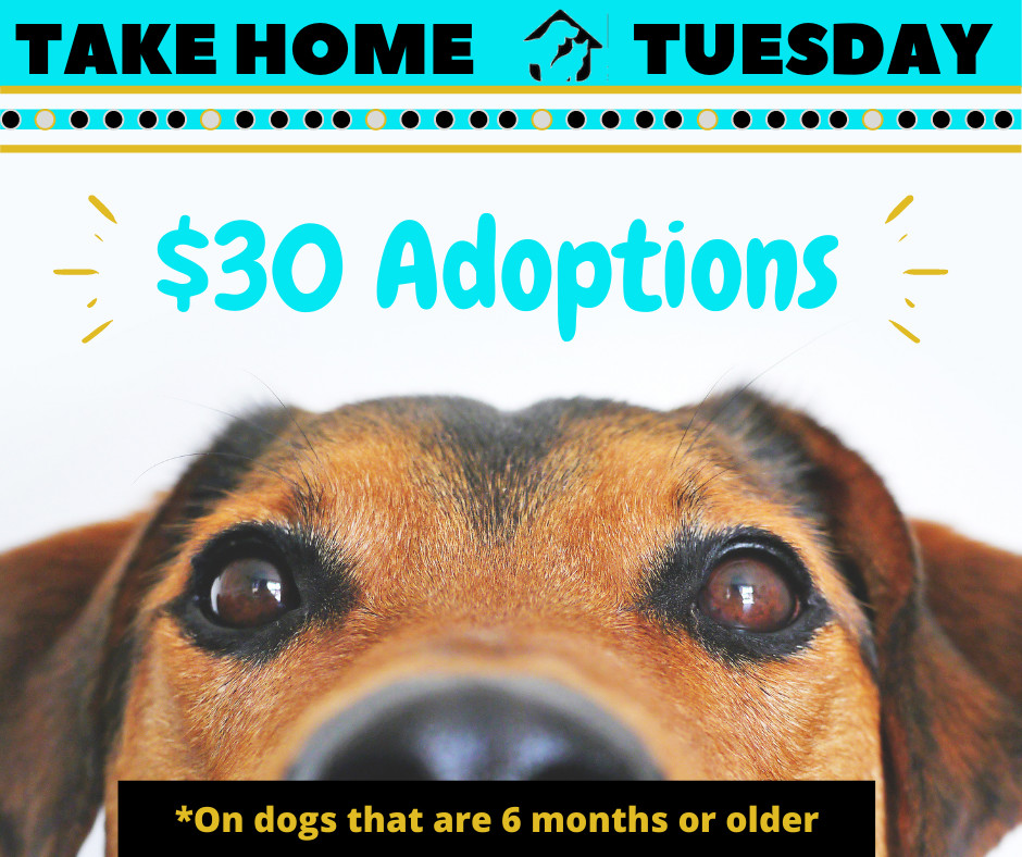 Pets for Adoption at Animal Shelter SPCA of Manatee County, in