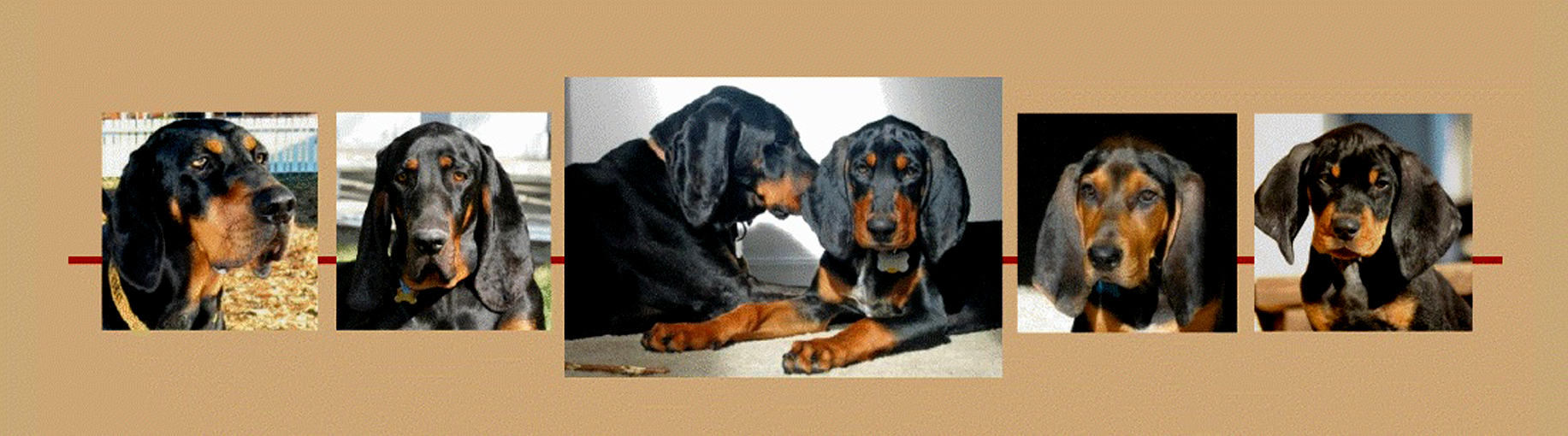 Coonhound rescue store