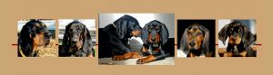 American Black and Tan Coonhound Rescue, Inc.