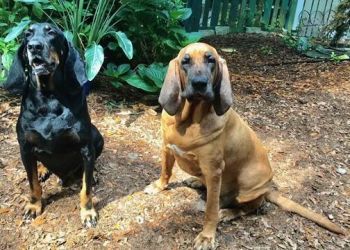 American black and tan 2024 coonhound