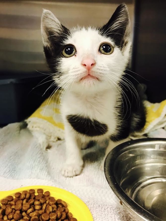 Best Care Animal Hospital