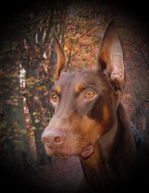 Dobie-Rescue North Florida Inc