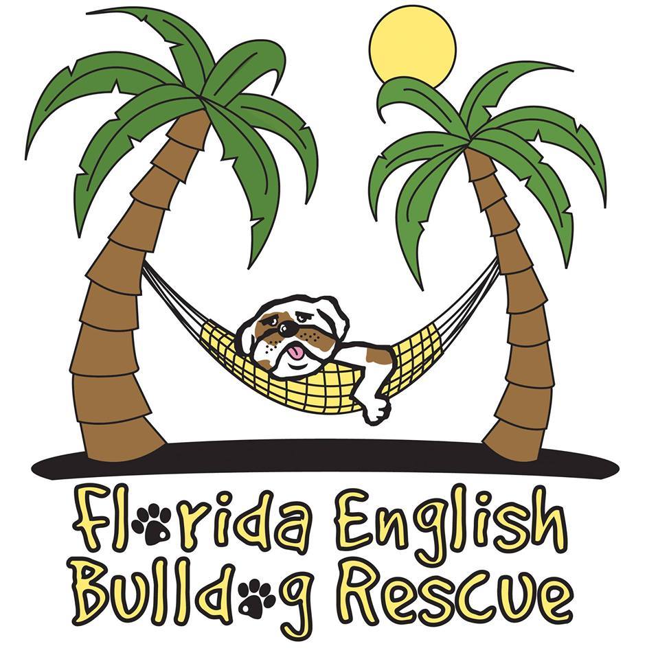 Pets For Adoption At Florida English Bulldog Rescue In Odessa Fl Petfinder
