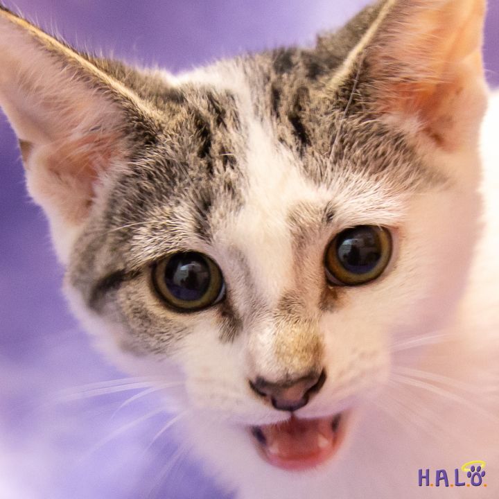 Hank  H.A.L.O. No-Kill Rescue