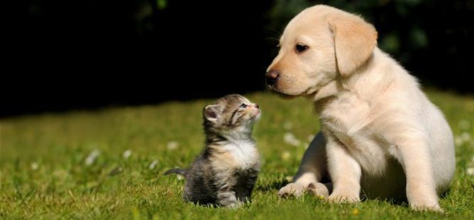 St. Johns County Animal Control/Pet Center