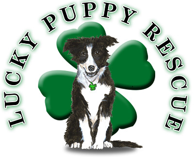 Lucky Puppy Dog Rescue & Kennel, Inc.