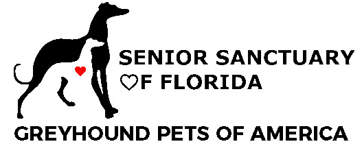 Senior Greyhound Adoption of Florida