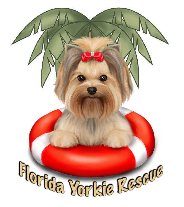 Yorkie shelter store