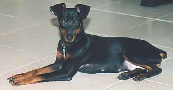 IMPS - Internet Miniature Pinscher Services Inc. - FL region