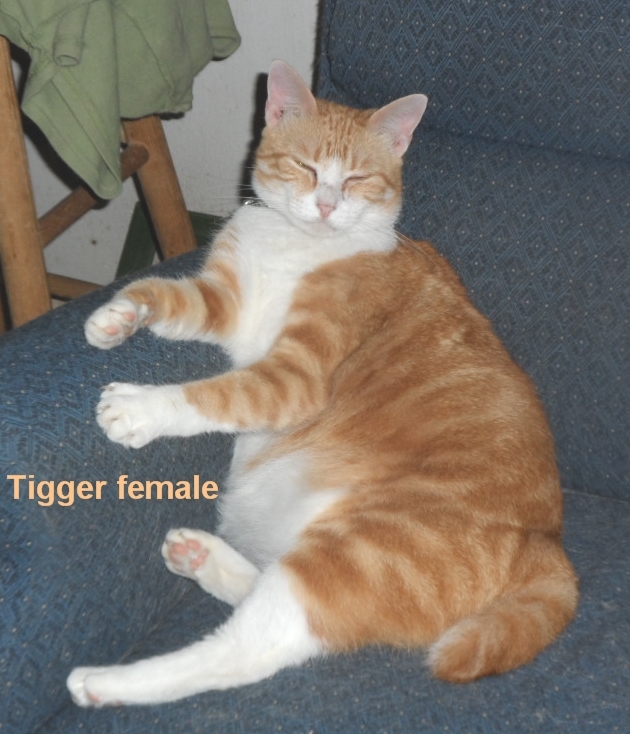 Tigger- Bob tail mix