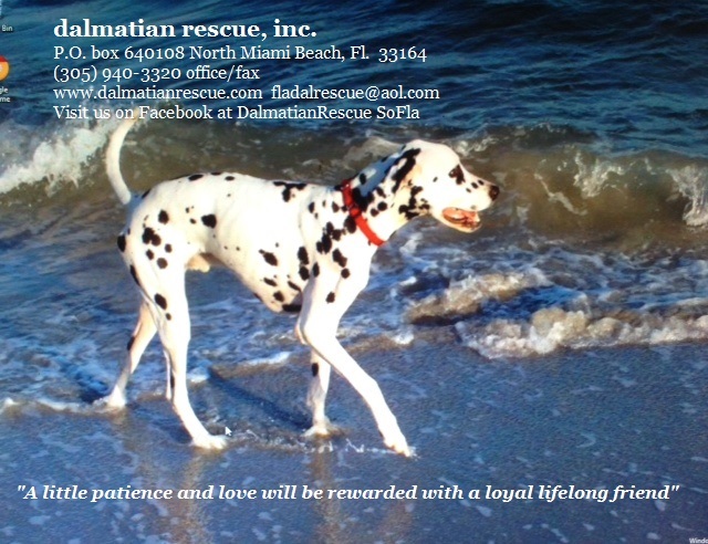 Dalmatian cheap pet rescue