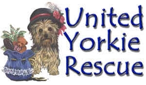 Yorkie rescue best sale near me