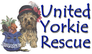 Rescue a best sale yorkie near me