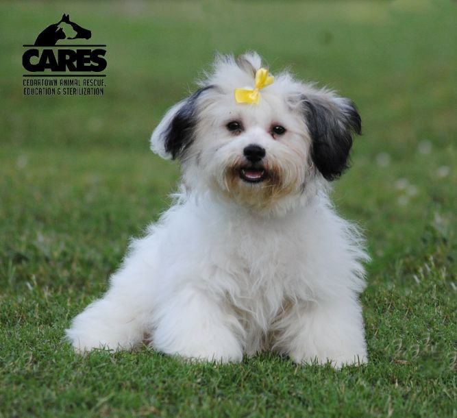 Cedartown Animal Rescue, Education & S