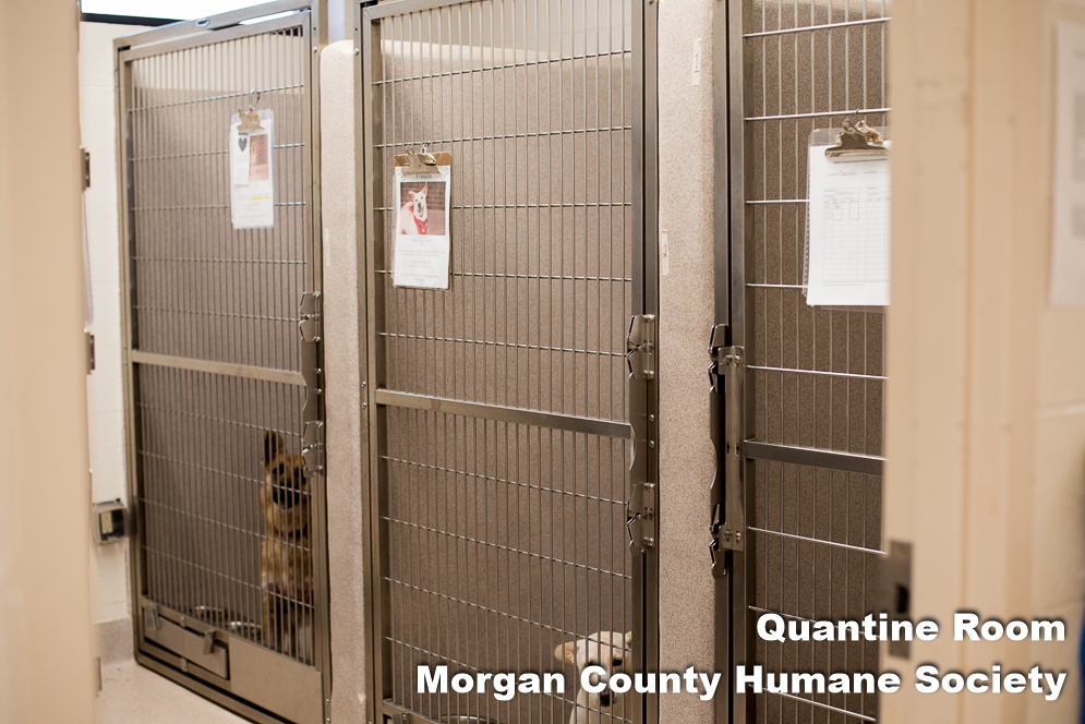 Pets for Adoption at Humane Society of Morgan County, in ...