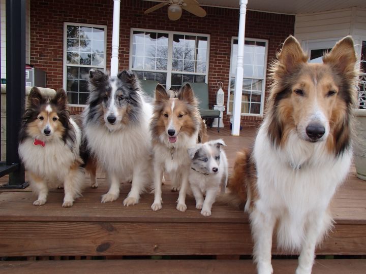 Varying sizes and colors. (Far right: Collie.)
