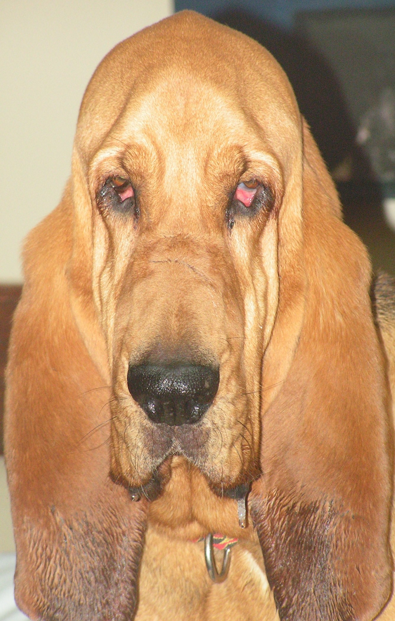 Purebred store georgia bloodhound