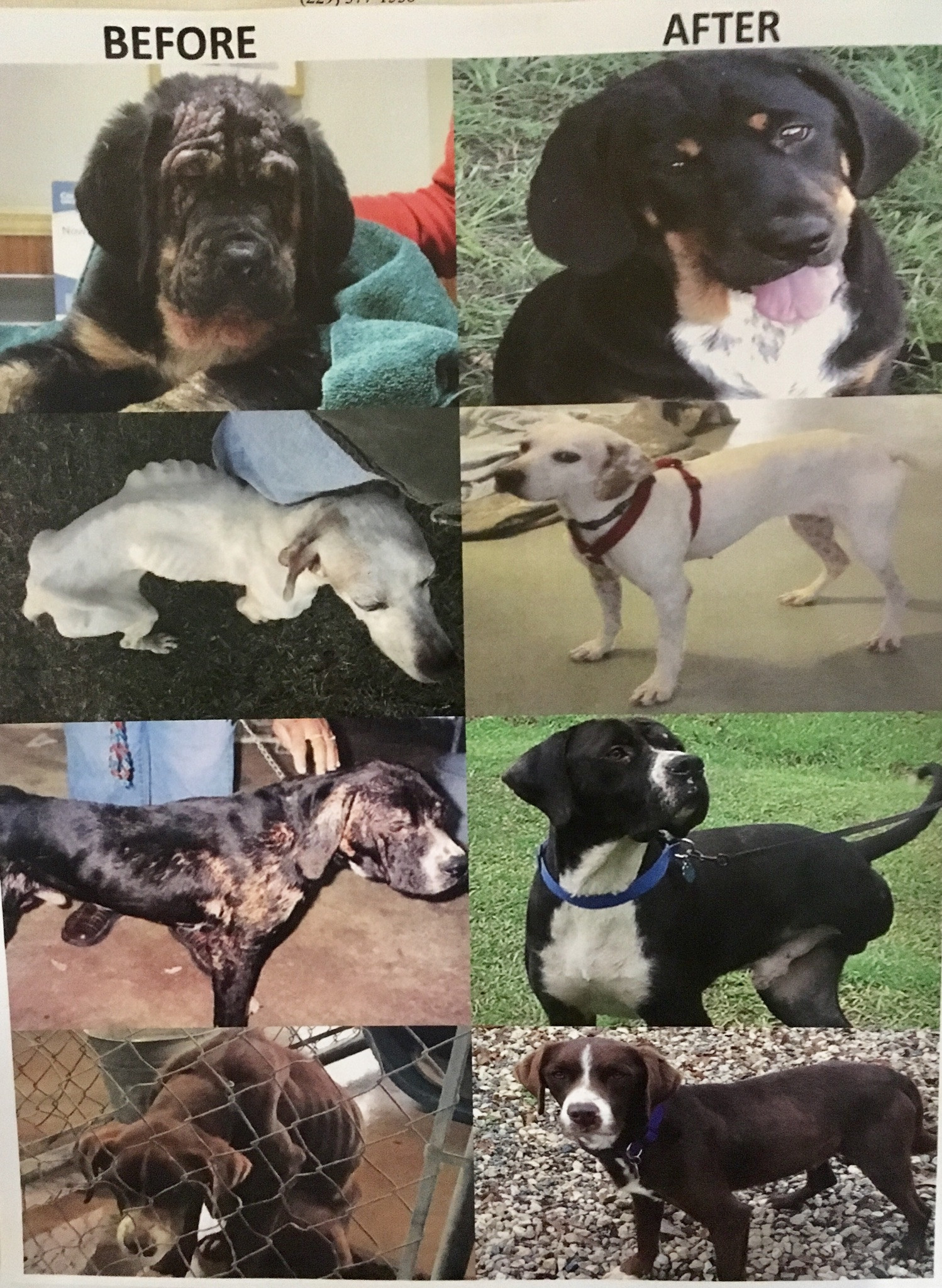 Pets for Adoption at Best Friends Dog Rescue, in Cairo, GA Petfinder