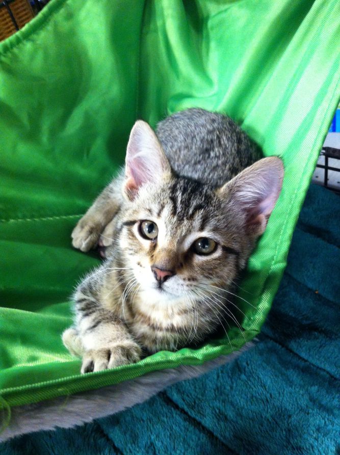 Magi-Cat Adoption Network/Piedmont Animal Clinic