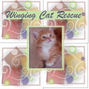 Winging Cat Rescue: A Second Chance at Life