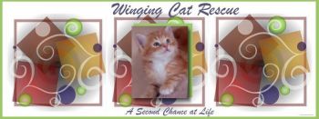 Winging Cat Rescue: A Second Chance at Life
