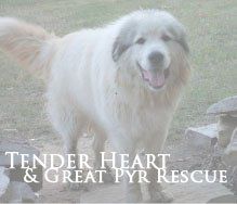 TenderHeart & Great Pyr Rescue