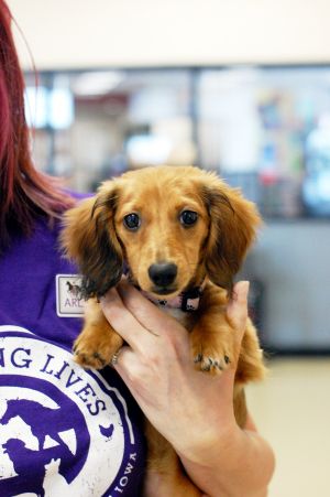 Animal Rescue League of Iowa Inc.