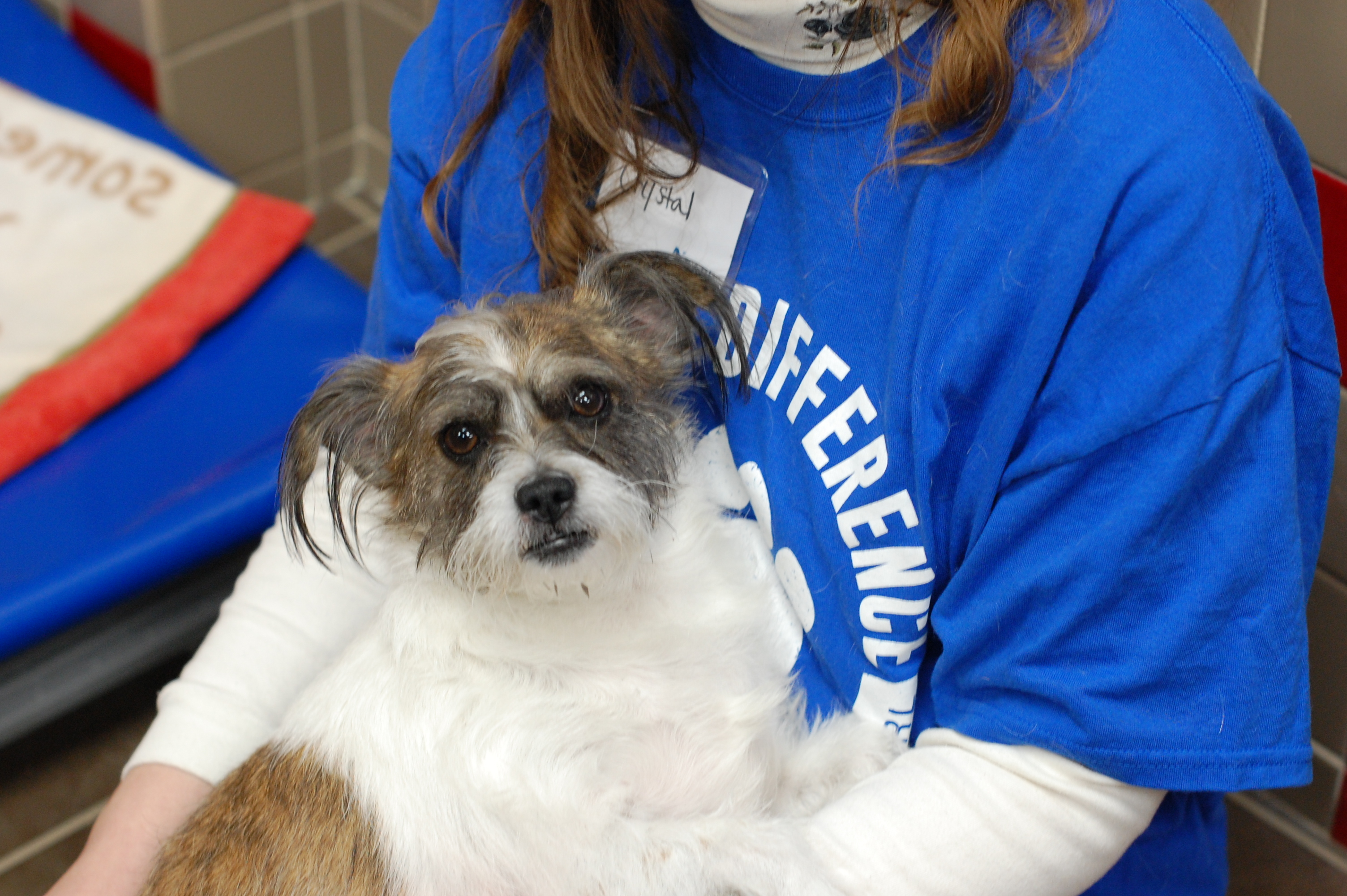 Pets for Adoption at Animal Rescue League of Iowa Inc., in ...