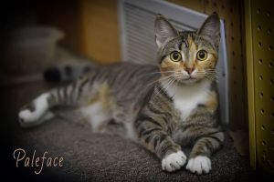 Animal Protection League