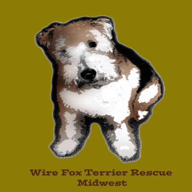 WIRE FOX TERRIER RESCUE MIDWEST