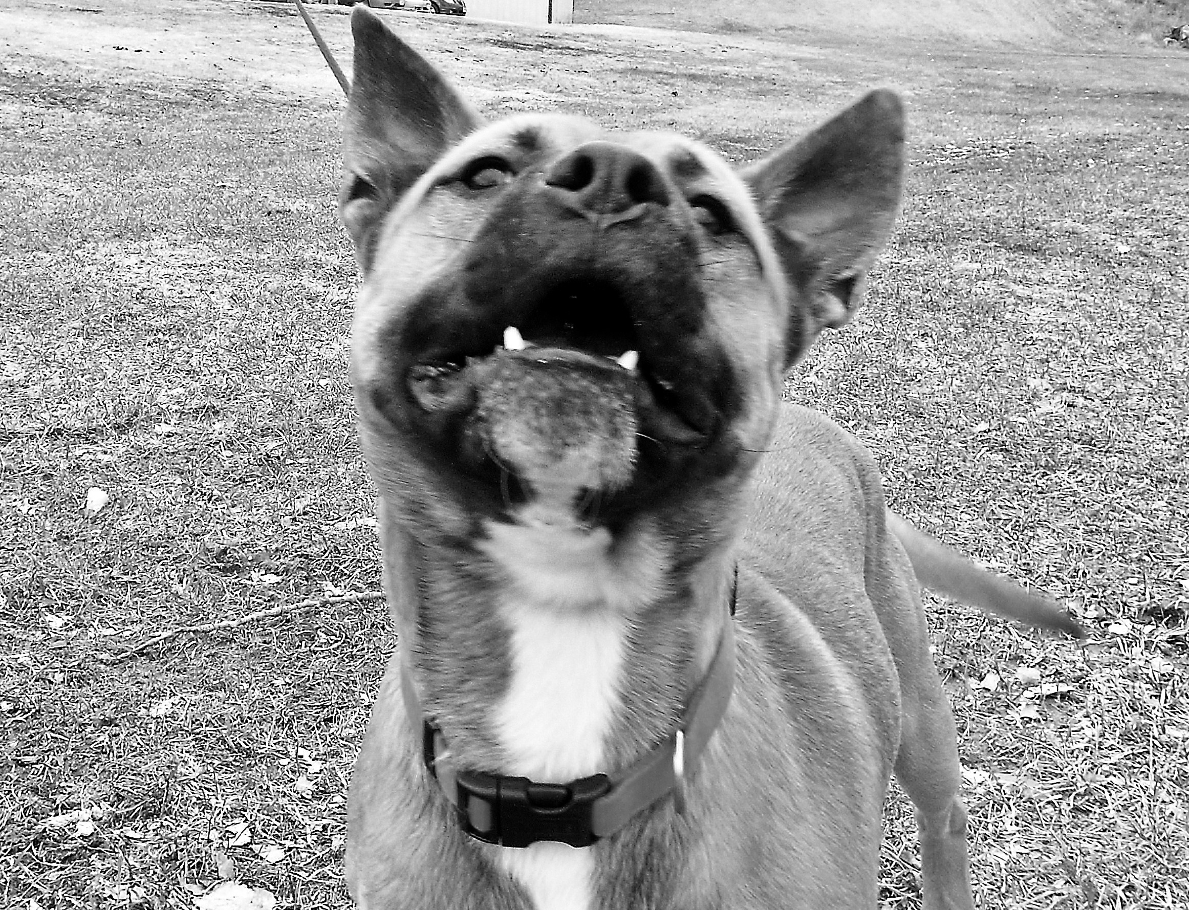 Pets for Adoption at Story Co. Animal Shelter, in Nevada ...