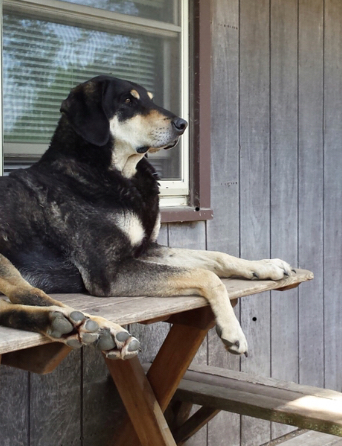 Humane Society of Wright County